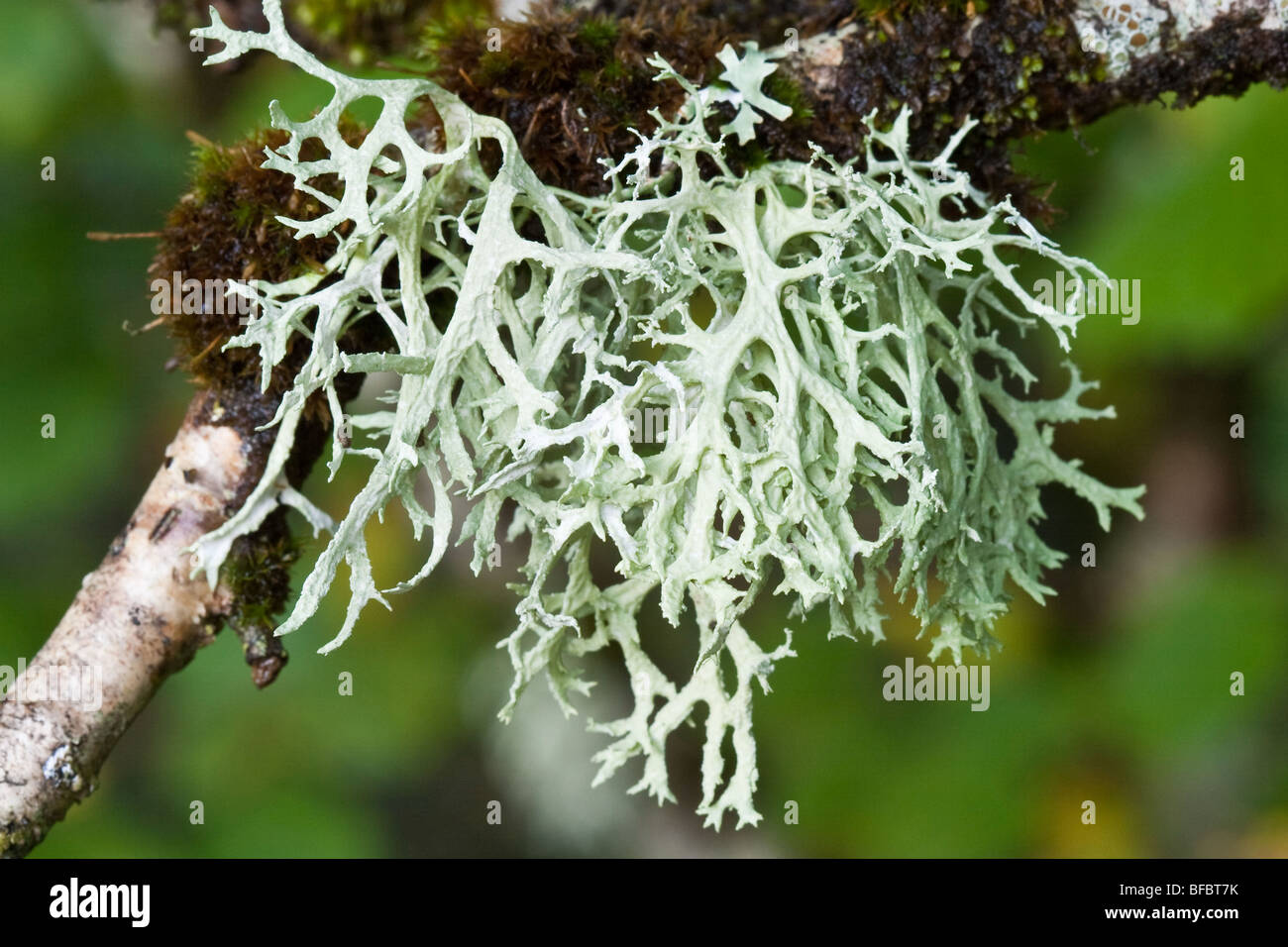 Oak moss hires stock photography and images Alamy