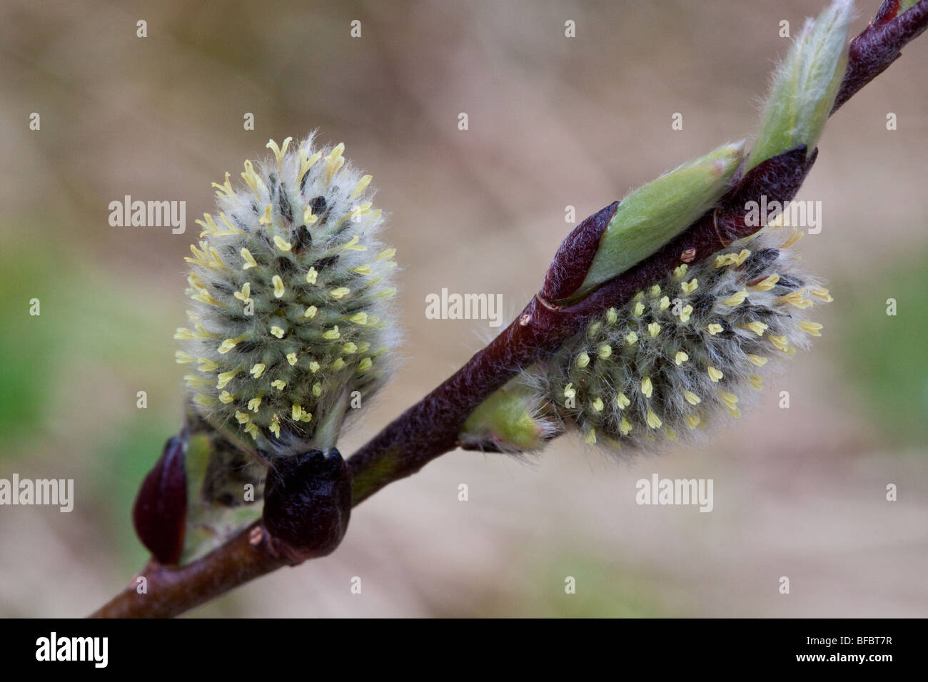 Downy Willow, Salix lapponum, female catkins Stock Photo