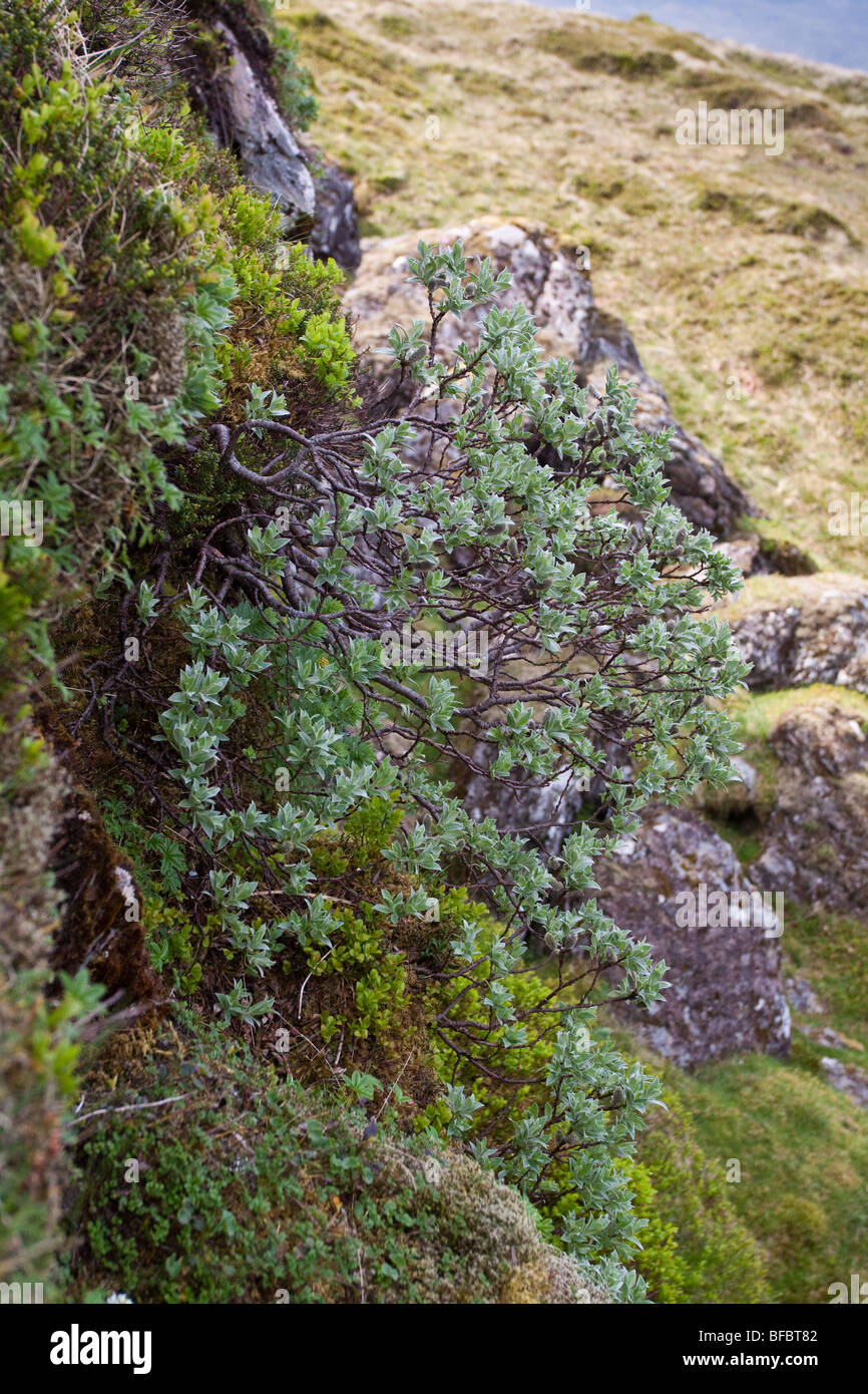 Downy Willow,  Salix lapponum, Stock Photo