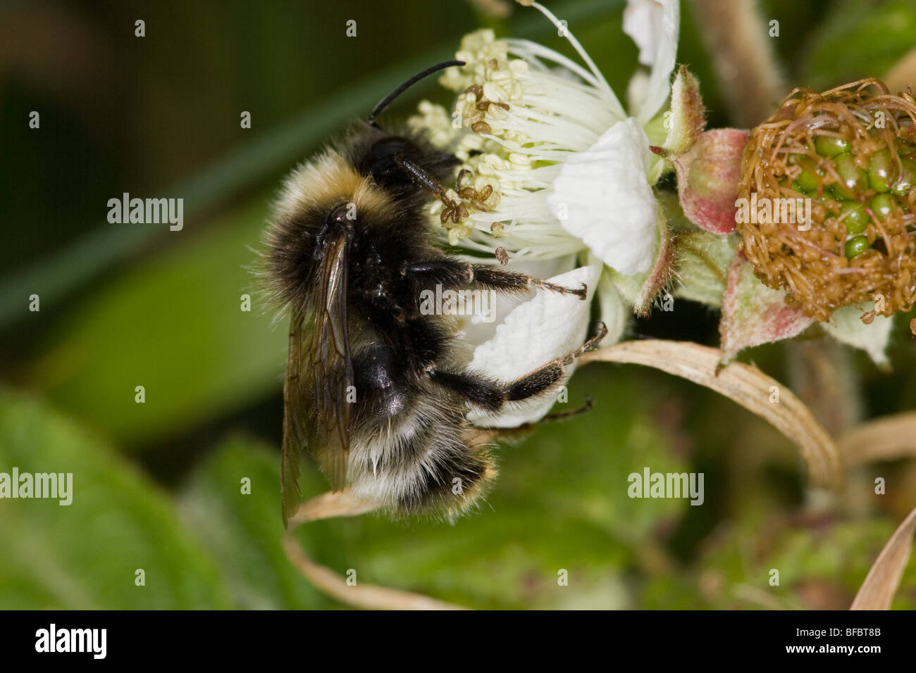 Forest Cuckoo Bumblebee, Bombus sylvestris, on Bramble flower Stock Photo
