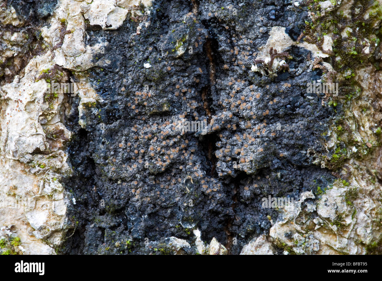 Fuscopannaria ignobilis, lichen Stock Photo