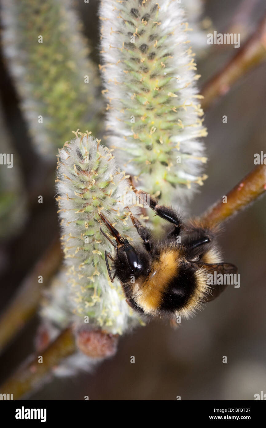 Heath Bumblebee, Bombus jonellus, on Downy Willow catkin Stock Photo