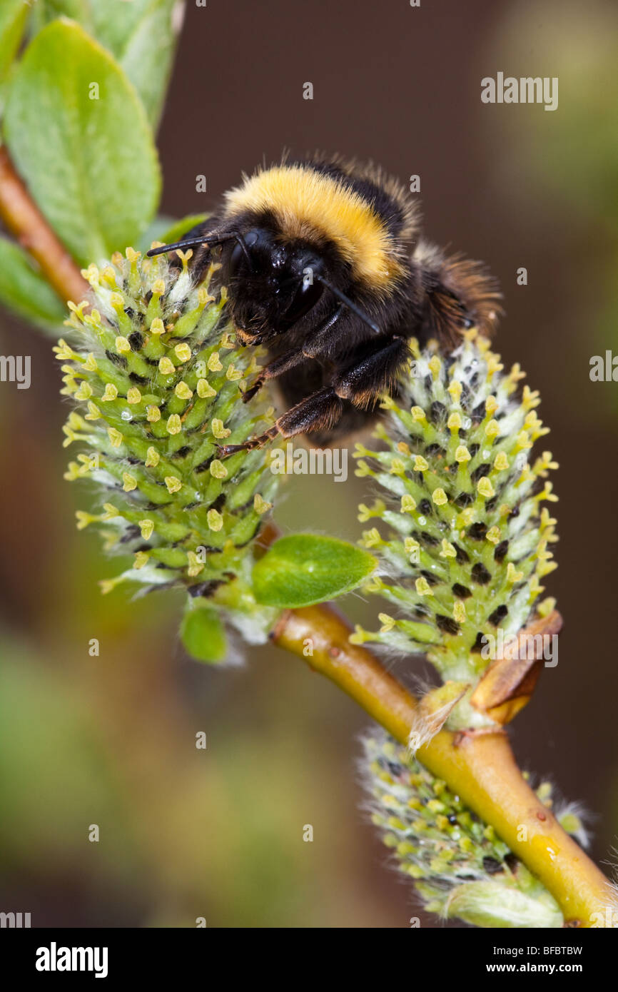 Heath Bumblebee, Bombus jonellus, on Tea-leaved Willow catkin Stock Photo