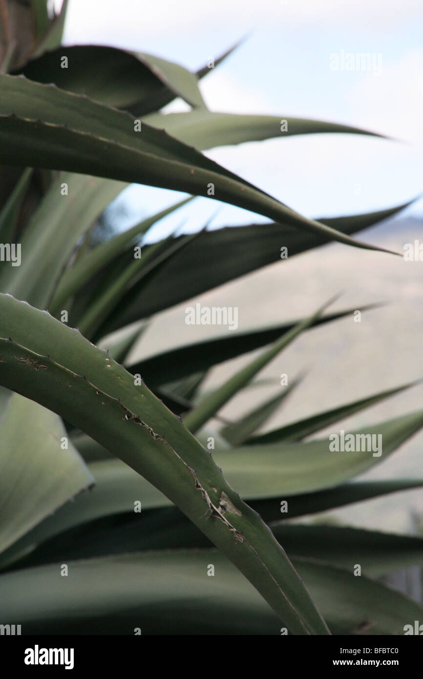 Maguey, one of the most common mexican agaves. This one is used to produce pulque, ancient alcoholic beverage. Stock Photo