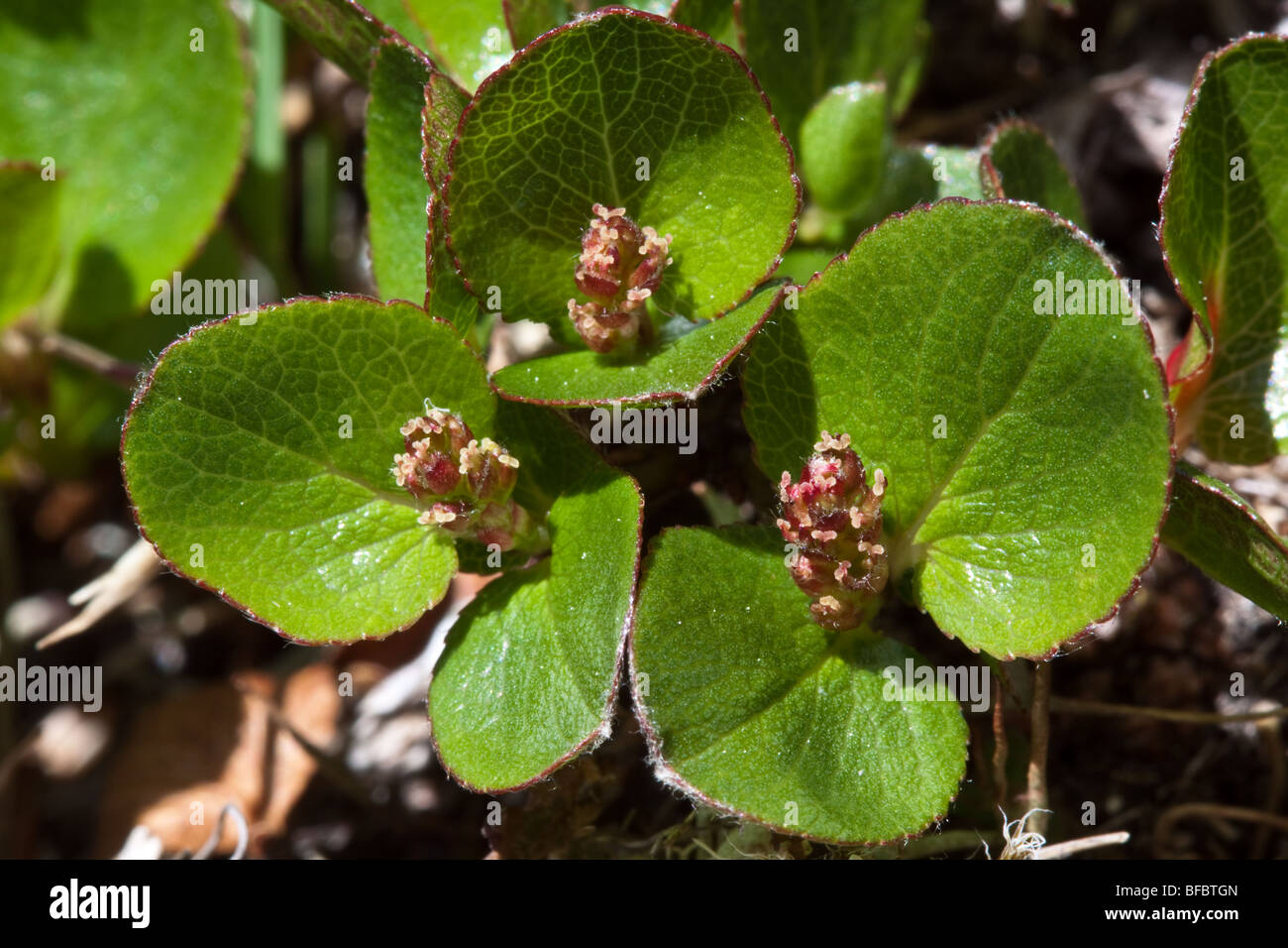 Least Willow Mountain, Salix herbacea, female catkins Stock Photo
