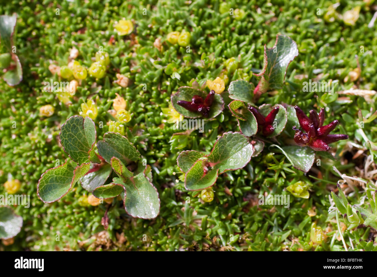 Least Willow Mountain, Salix herbacea, growimg with Cyphel Stock Photo