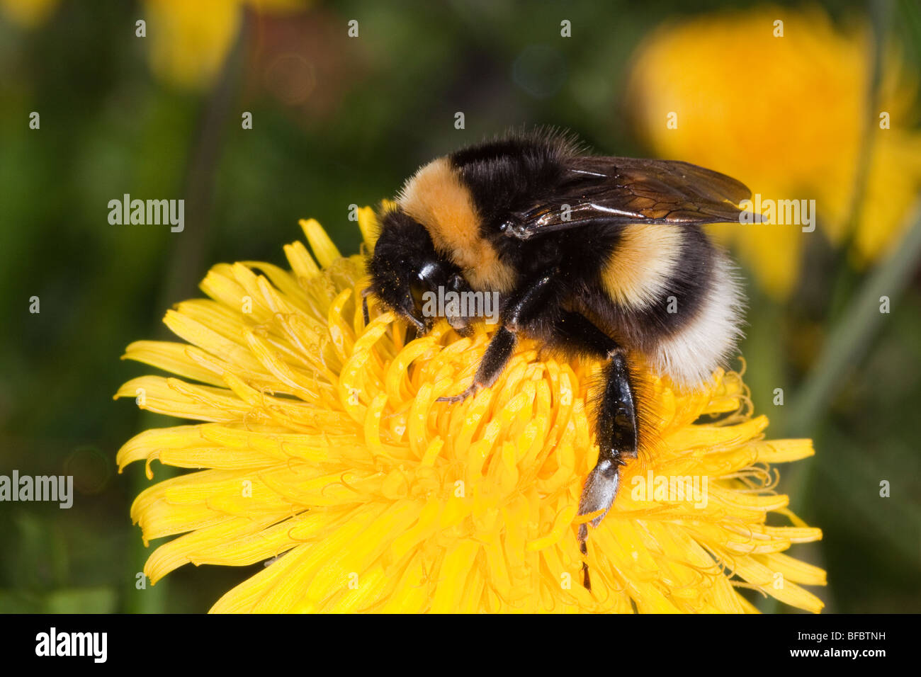 Bombus Magnus Northern White-tailed Bumblebee Stock Photo