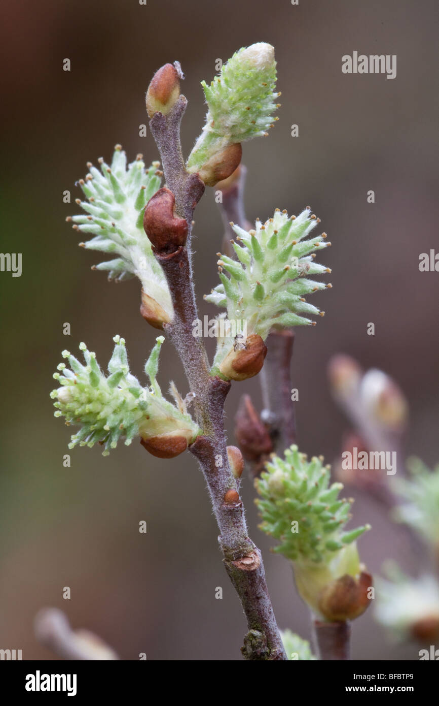 Eared Willow, Salix aurita, female catkins Stock Photo