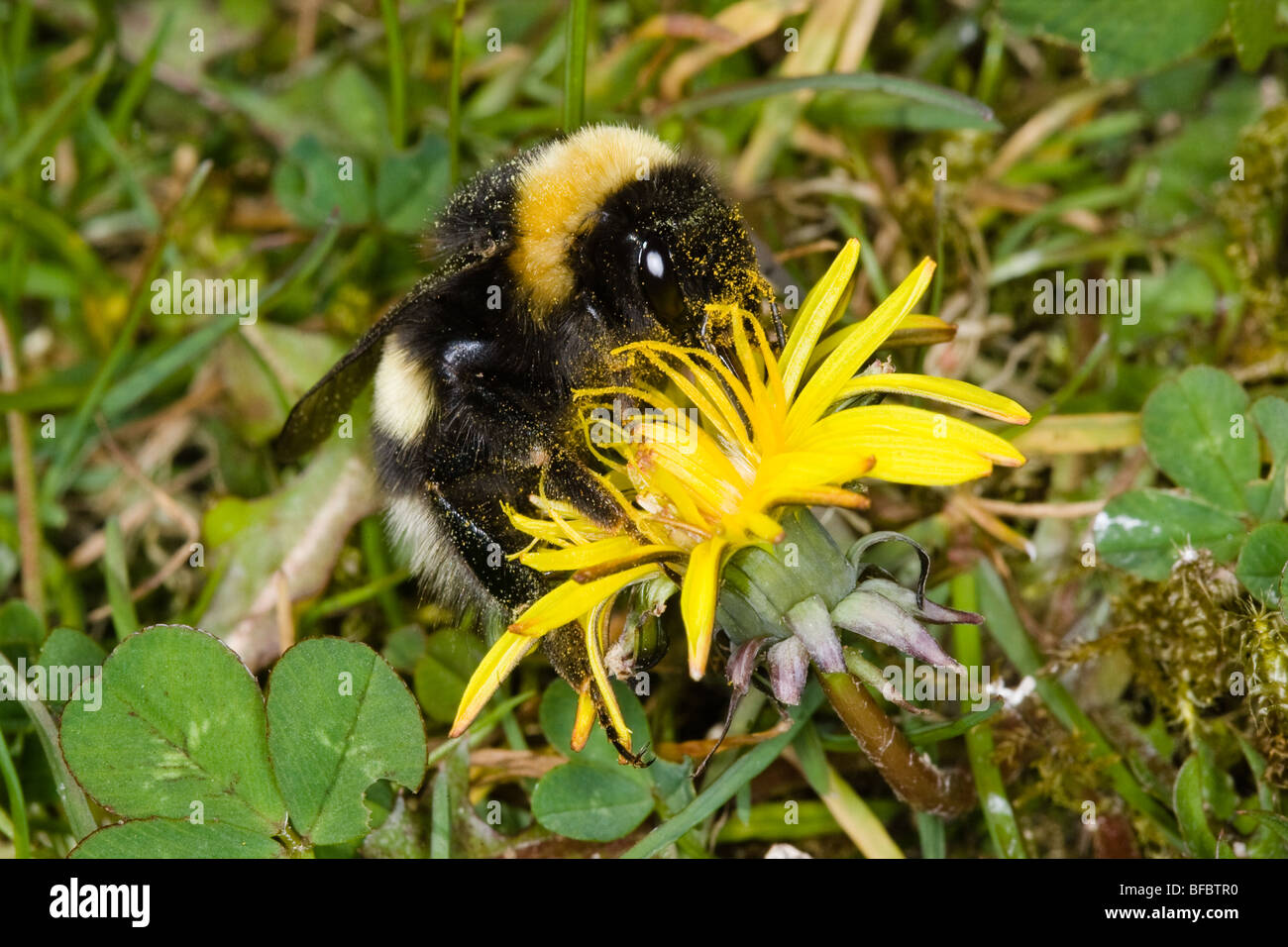 Northern White-tailed Bumblebee, Bombus Magnus Stock Photo