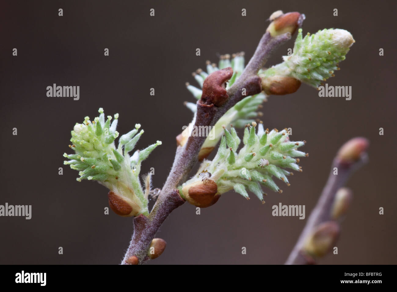 Eared Willow Salix aurita, female catkins Stock Photo