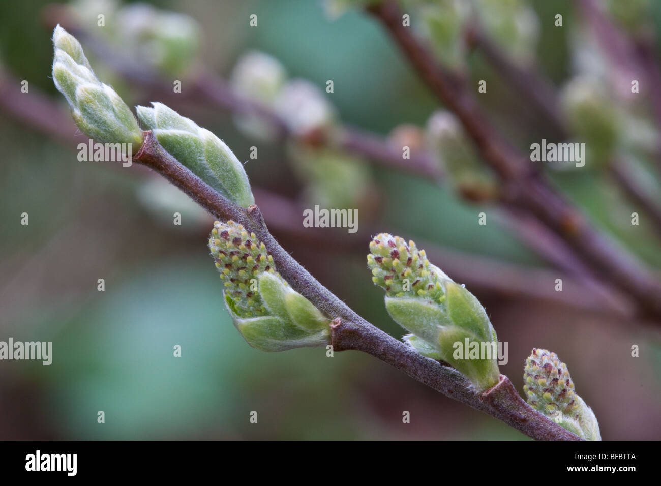 Eared Willow Salix aurita, female catkins Stock Photo