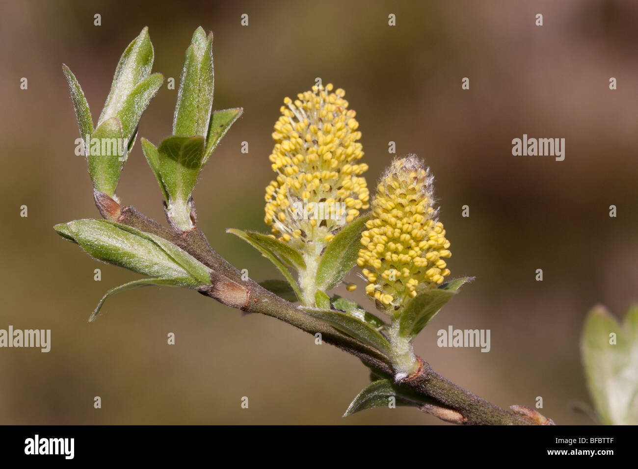 Eared Willow Salix aurita, male catkins Stock Photo