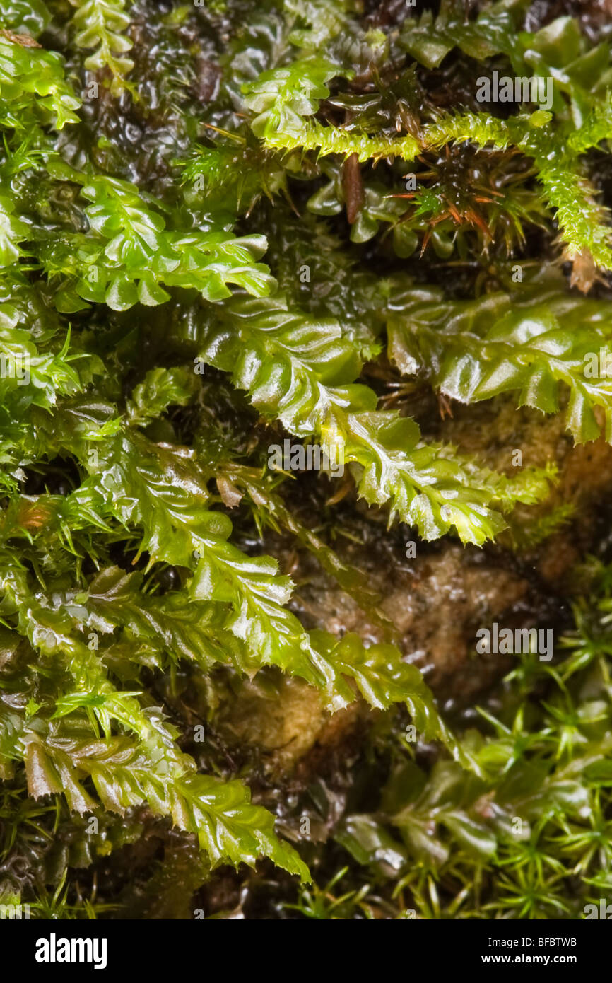 British Featherwort, Plagiochyla Biritannica Stock Photo