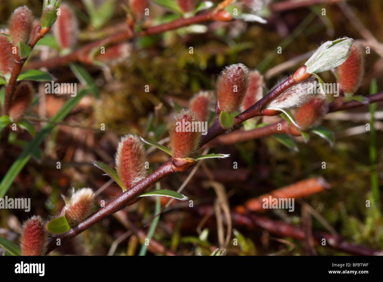 Mountain Willow, Salix arbuscula, male catkins Stock Photo