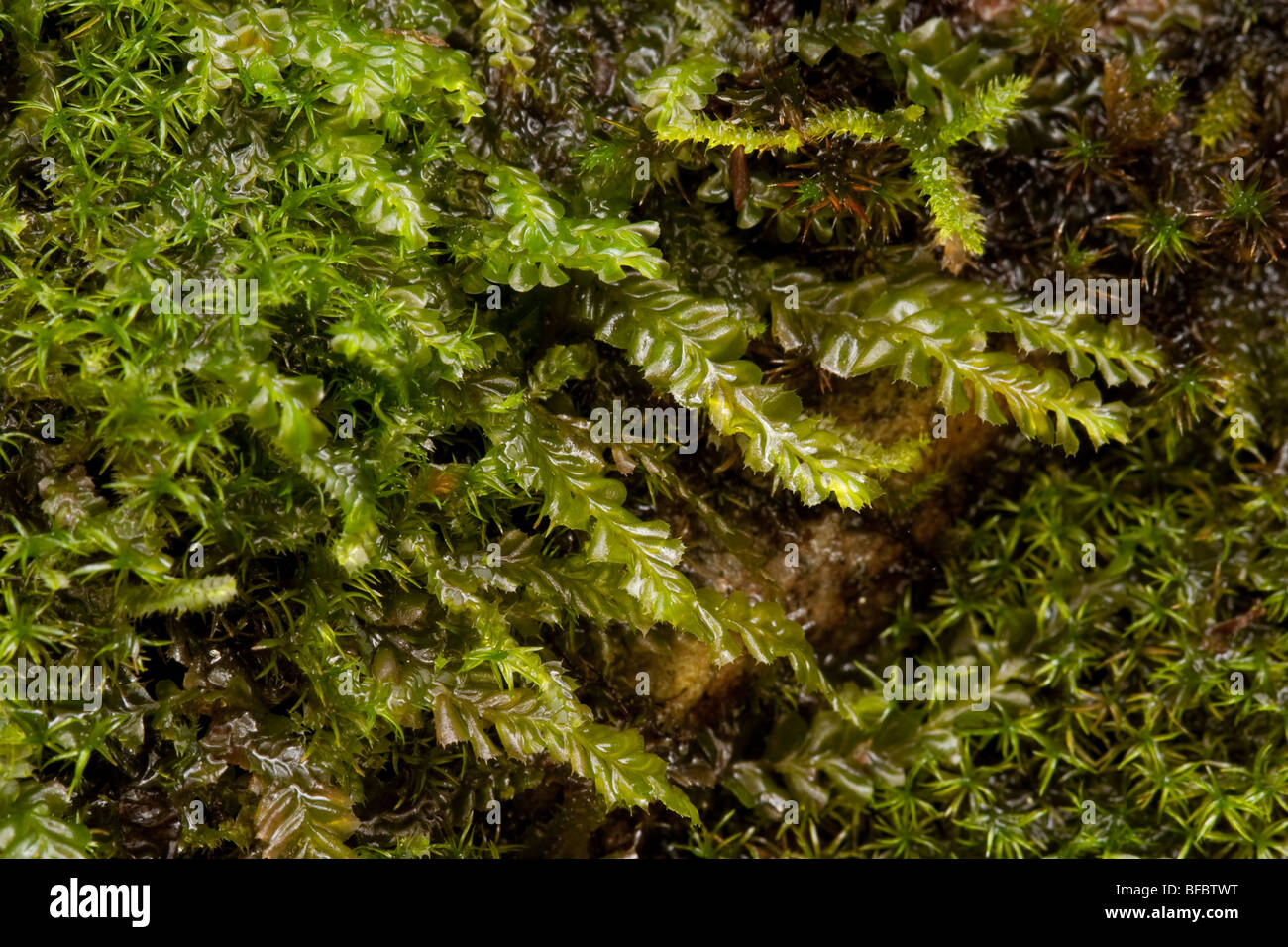 British Featherwort, Plagiochyla Biritannica Stock Photo
