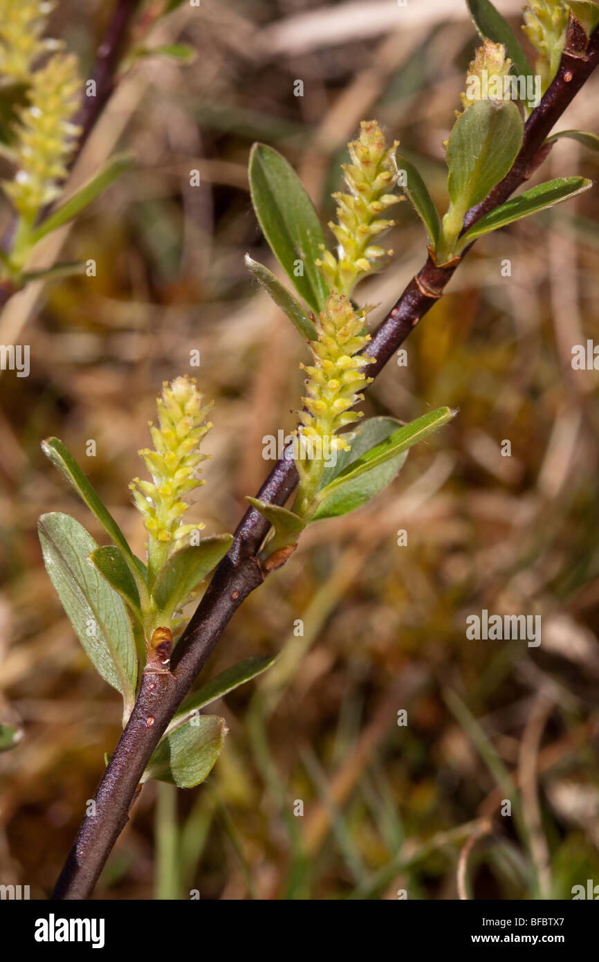 Mountain Willow, Salix arbuscula, female catkins Stock Photo