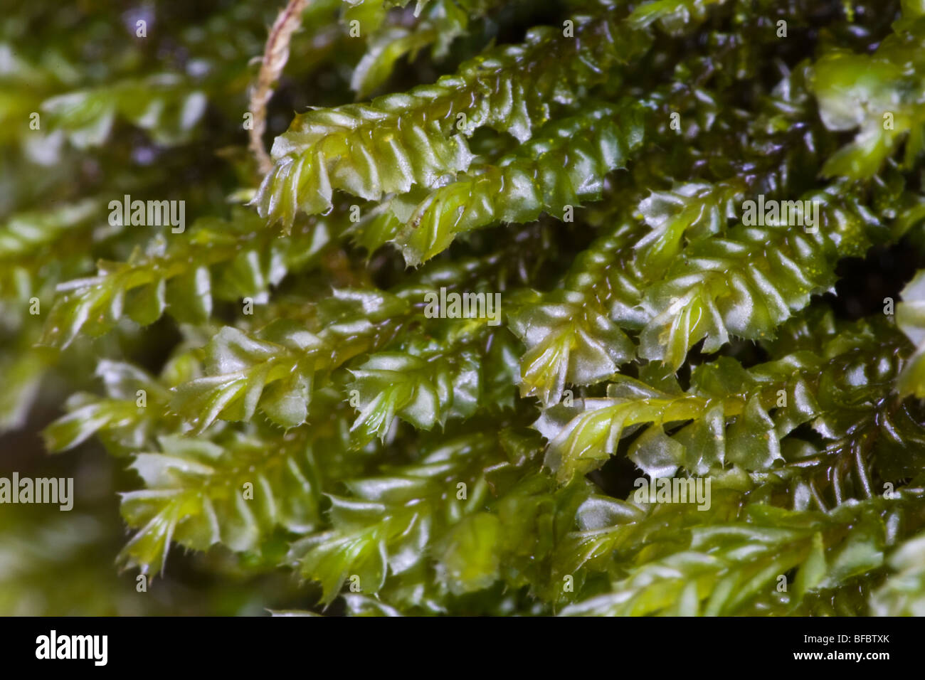 Petty Featherwort, Plagiochyla exigua Stock Photo