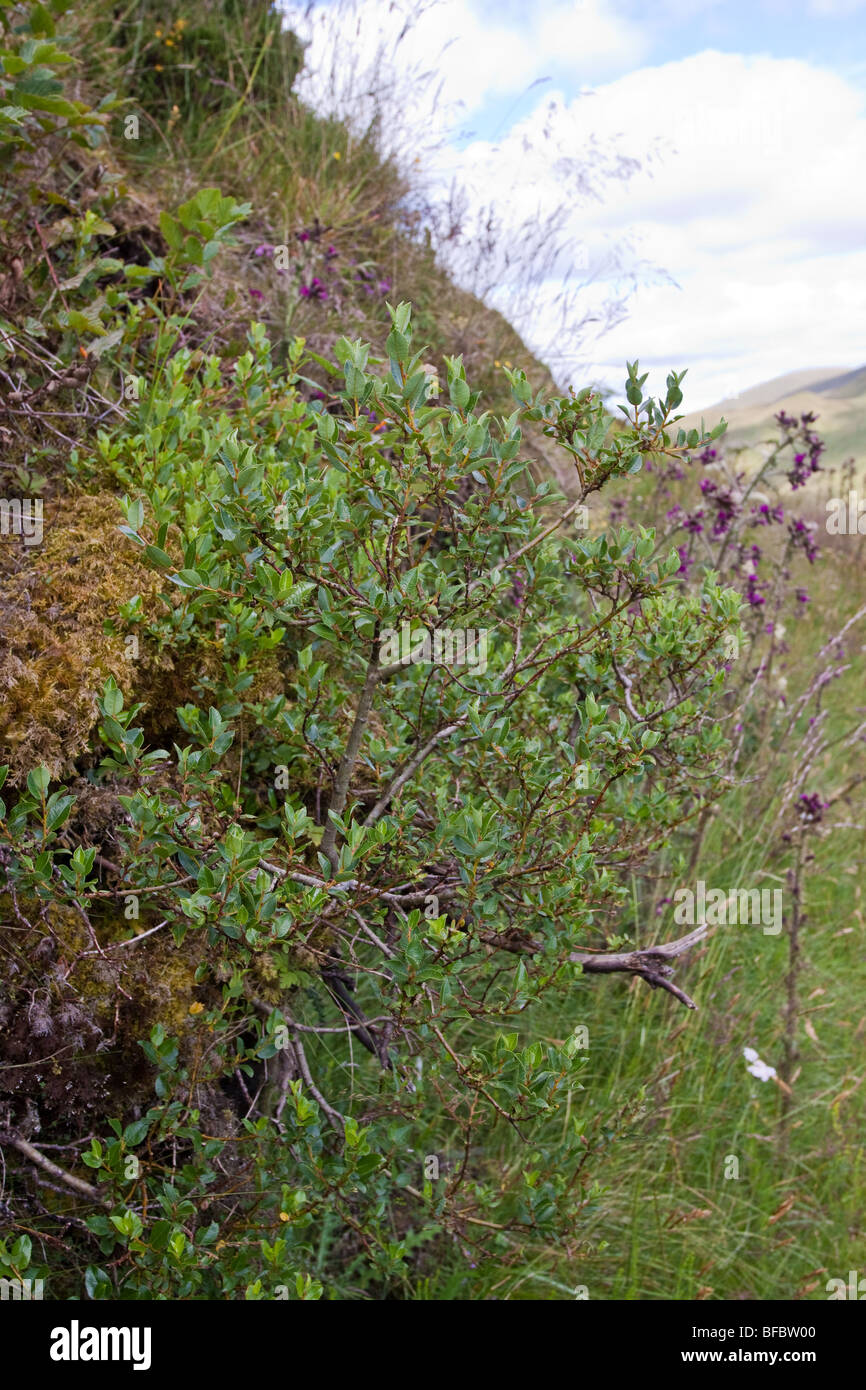 Mountain willow, salix arbuscula Stock Photo