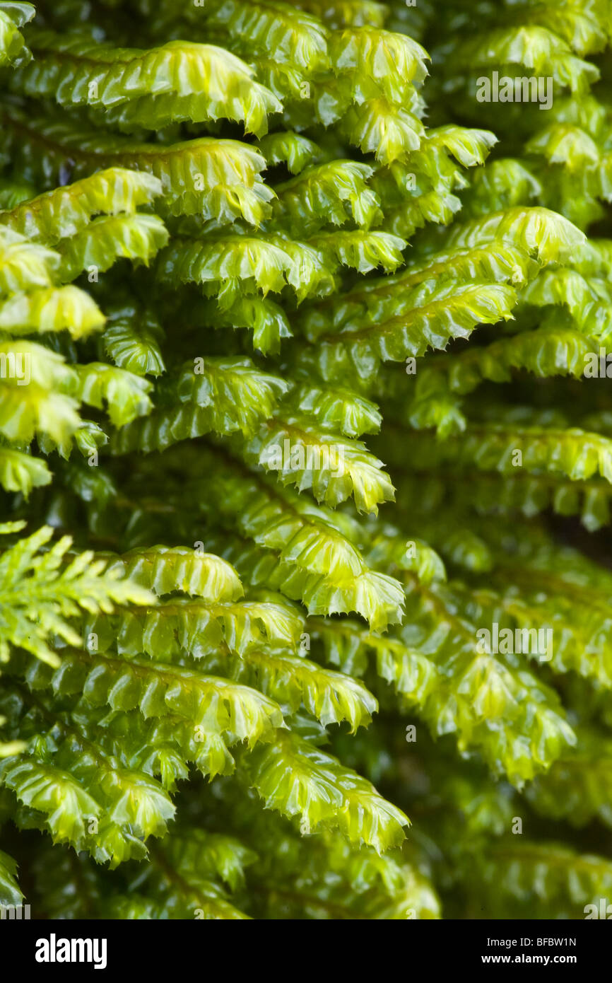 Spiny featherwort, Plagiochyla spinulosa Stock Photo