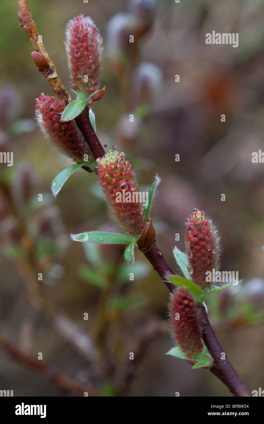 Mountain Willow, salix arbuscula,  male catkins Stock Photo