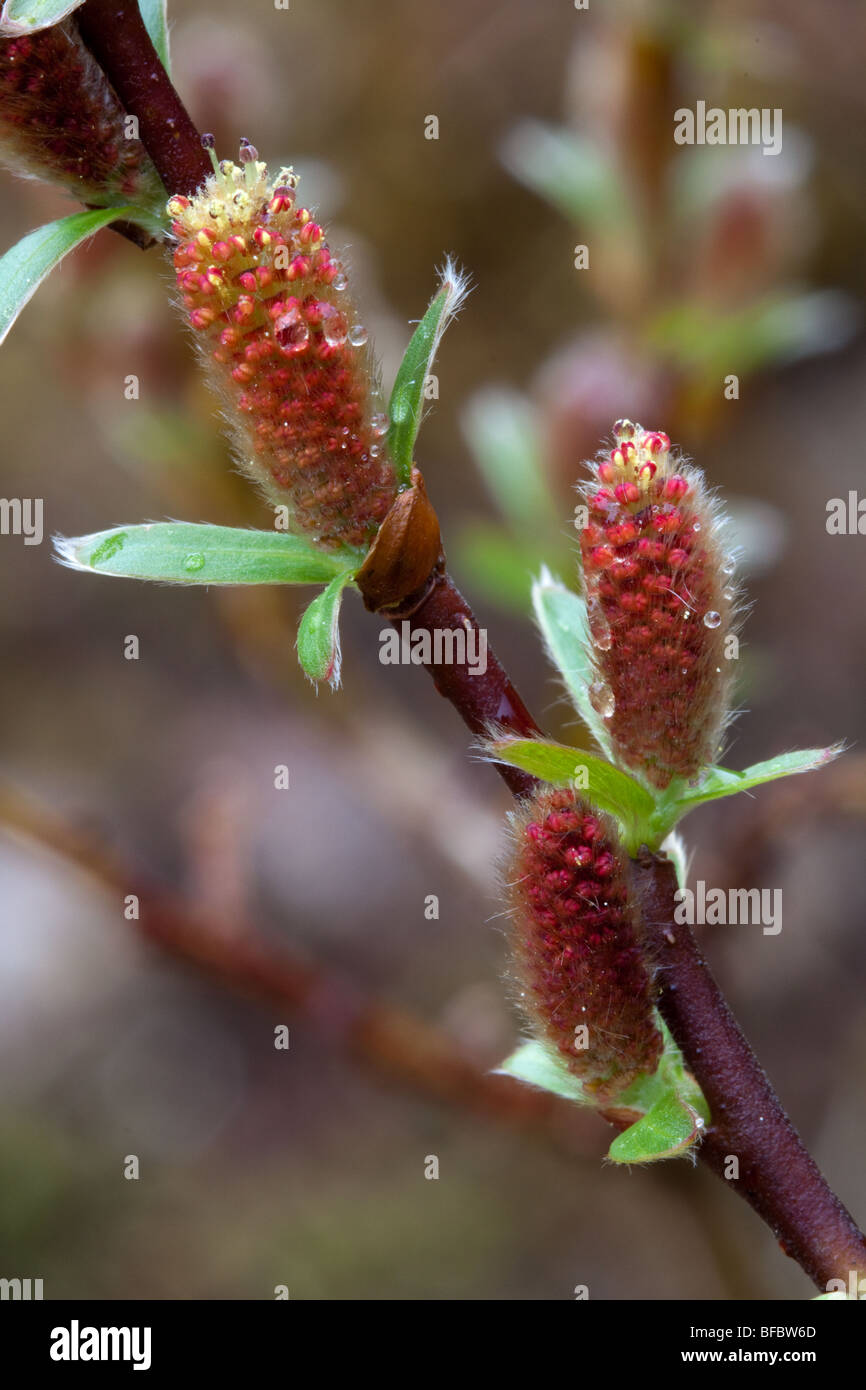Mountain Willow, salix arbuscula,  male catkins Stock Photo