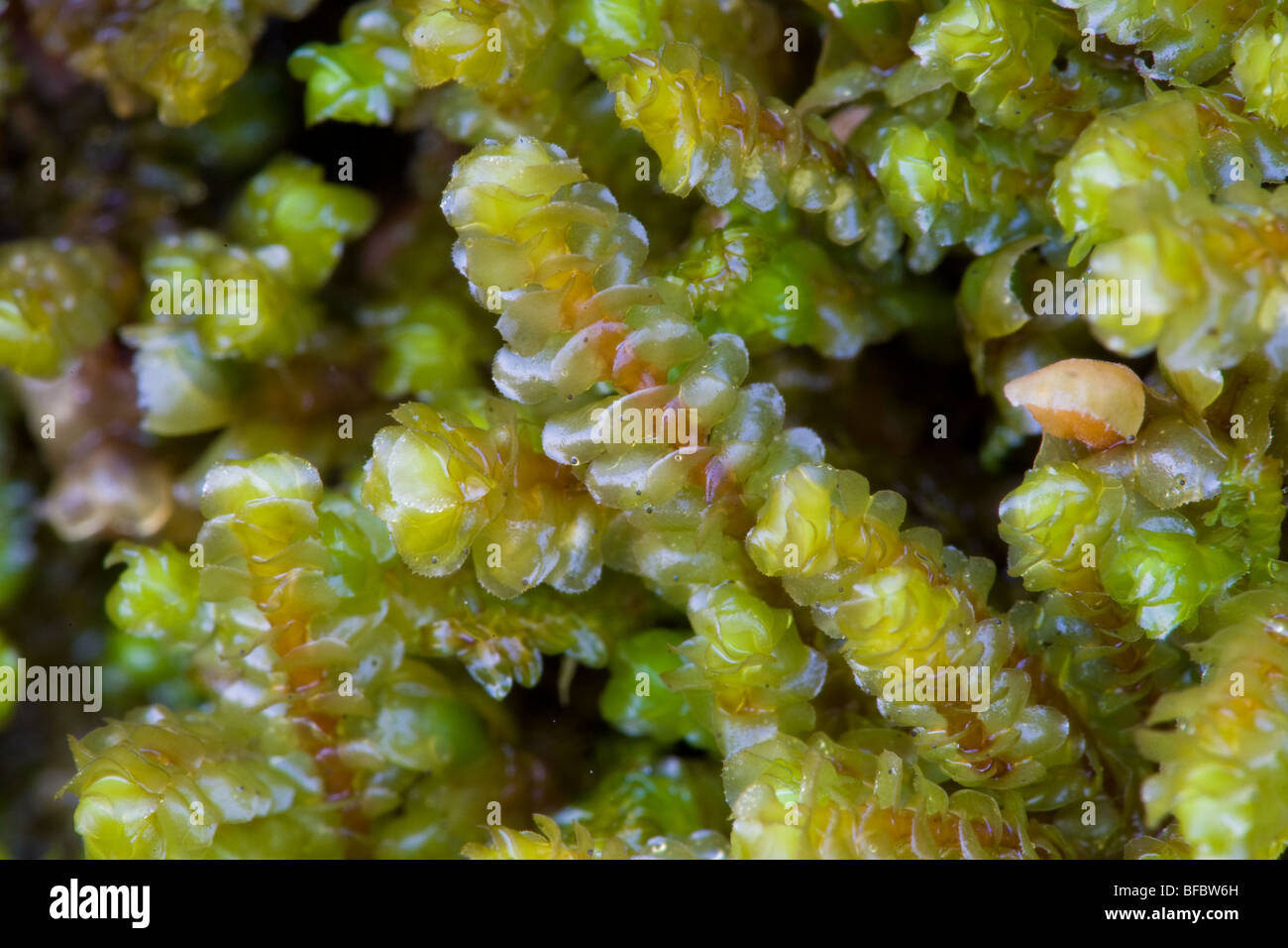 Western Earwort, Scapania gracilis Stock Photo