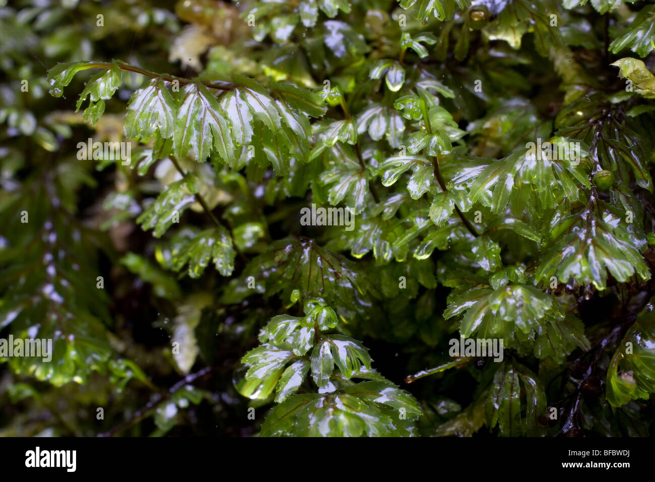 Wilson's Filmy Fern,  Hymenophyllum wilsonii Stock Photo