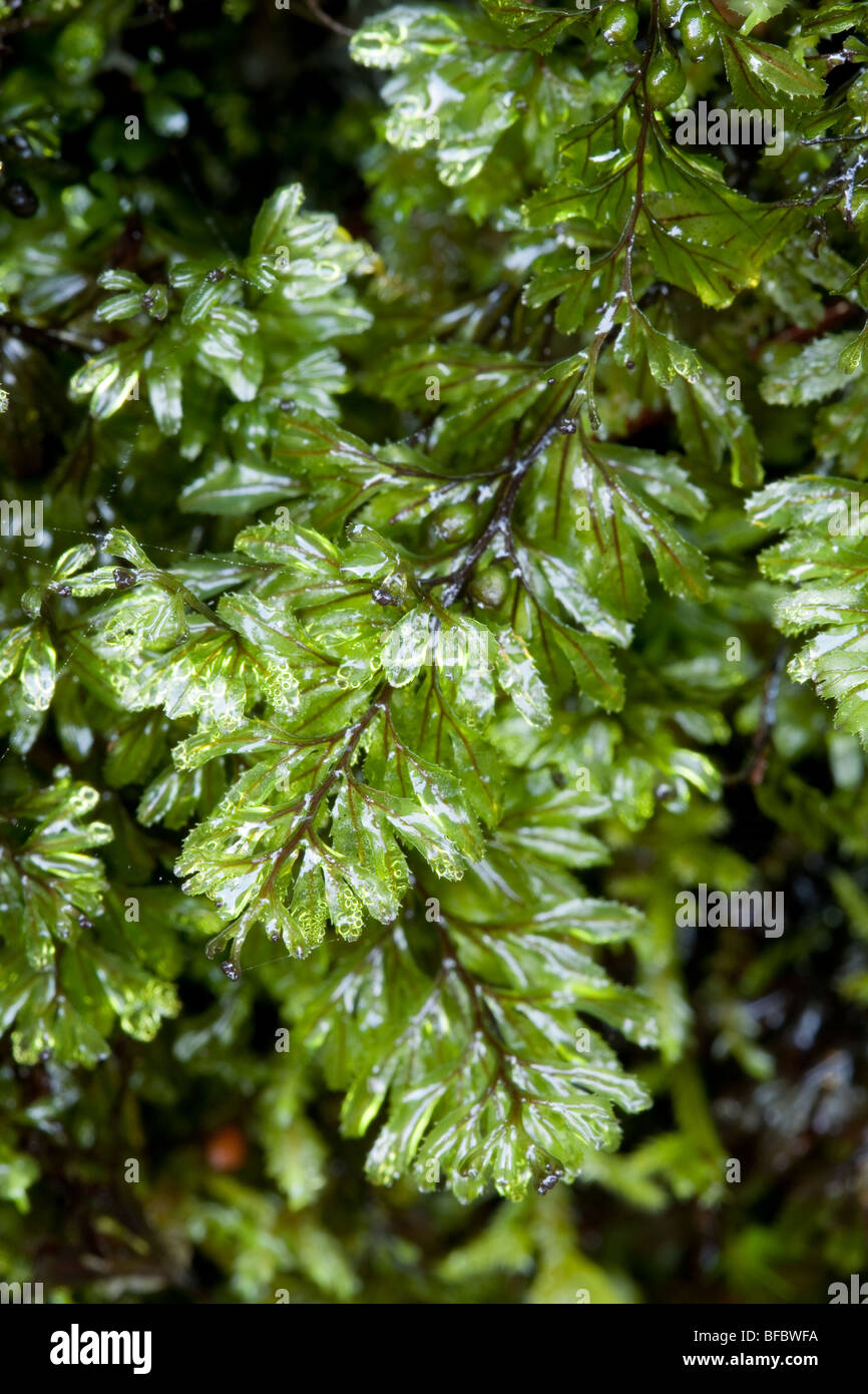 Wilson's Filmy Fern, Hymenophyllum wilsonii Stock Photo