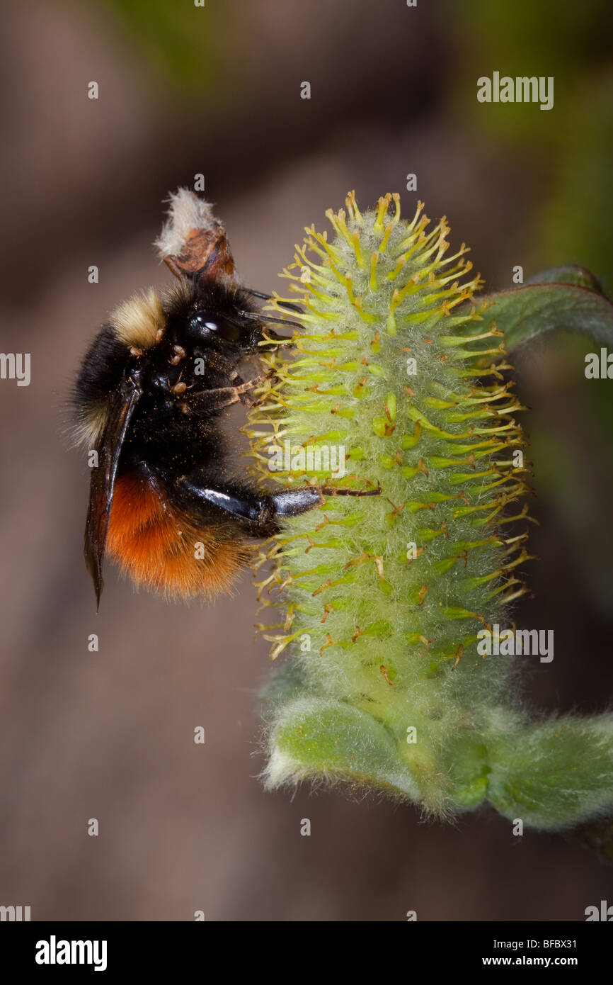 Bilberry Bumblebee, Bombus monticola, visiting Wooly Wilow catkin Stock Photo