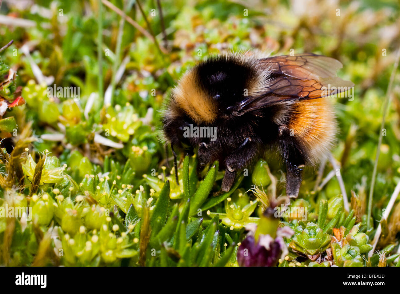 Bilberry Bumblebee, Bombus monticola, on Cyphel,  Minuartia sedoides Stock Photo