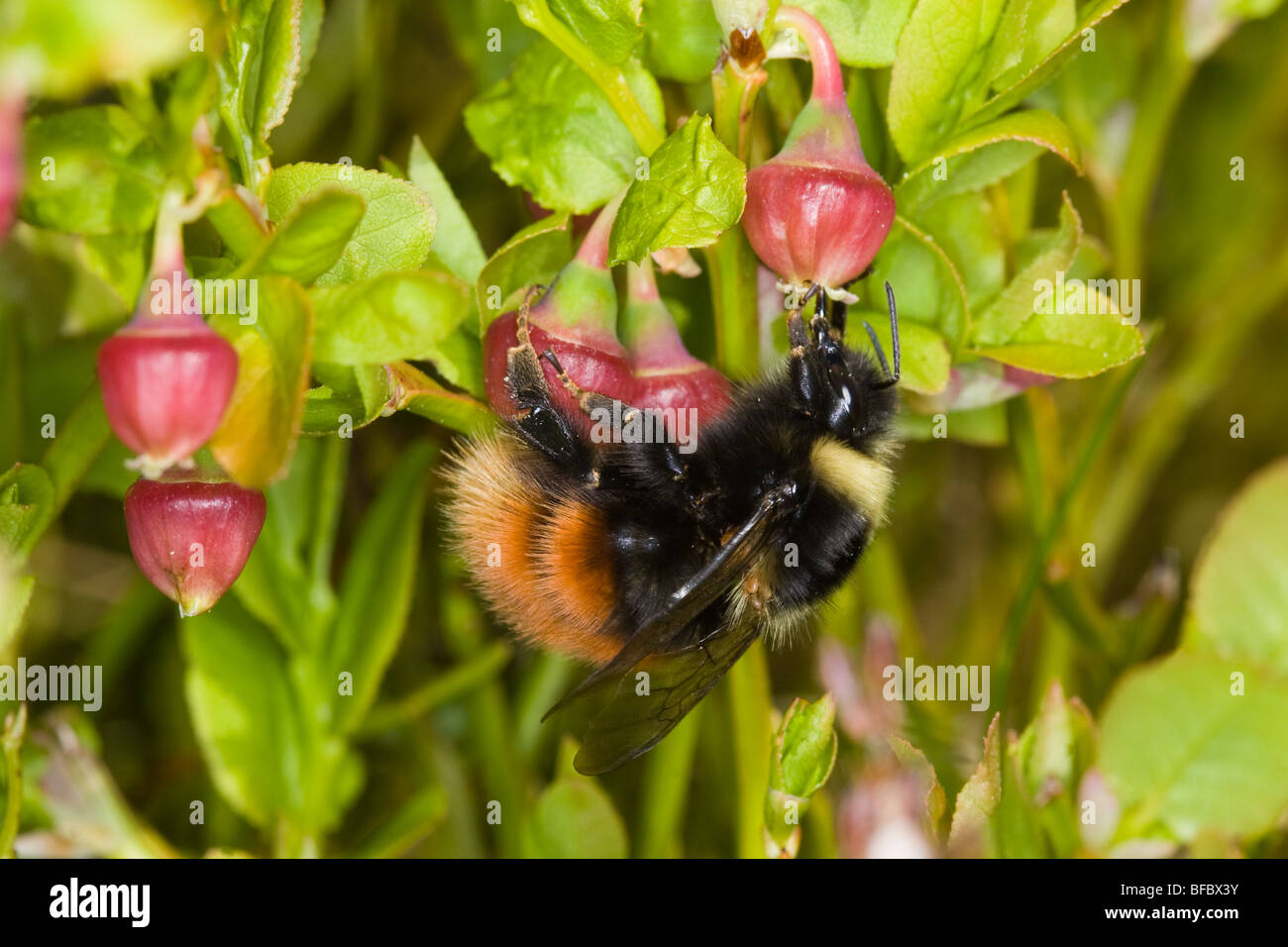 Bilberry Bumblebee, Bombus monticola, visiting Bilberry flower Stock Photo