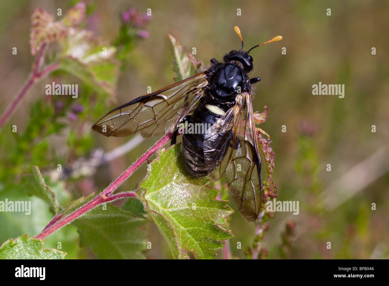 Birch Sawfly, Cimbex femoratus Stock Photo