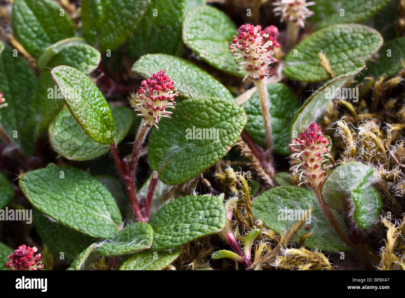 Net-leaved Willow, Salix reticulata, male catkins Stock Photo