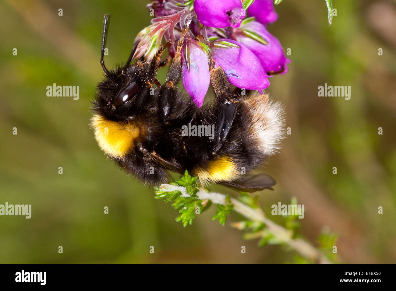 Broken-belted bumblebee, Bombus soroeensis, gathering nectar from Bell Heather Stock Photo