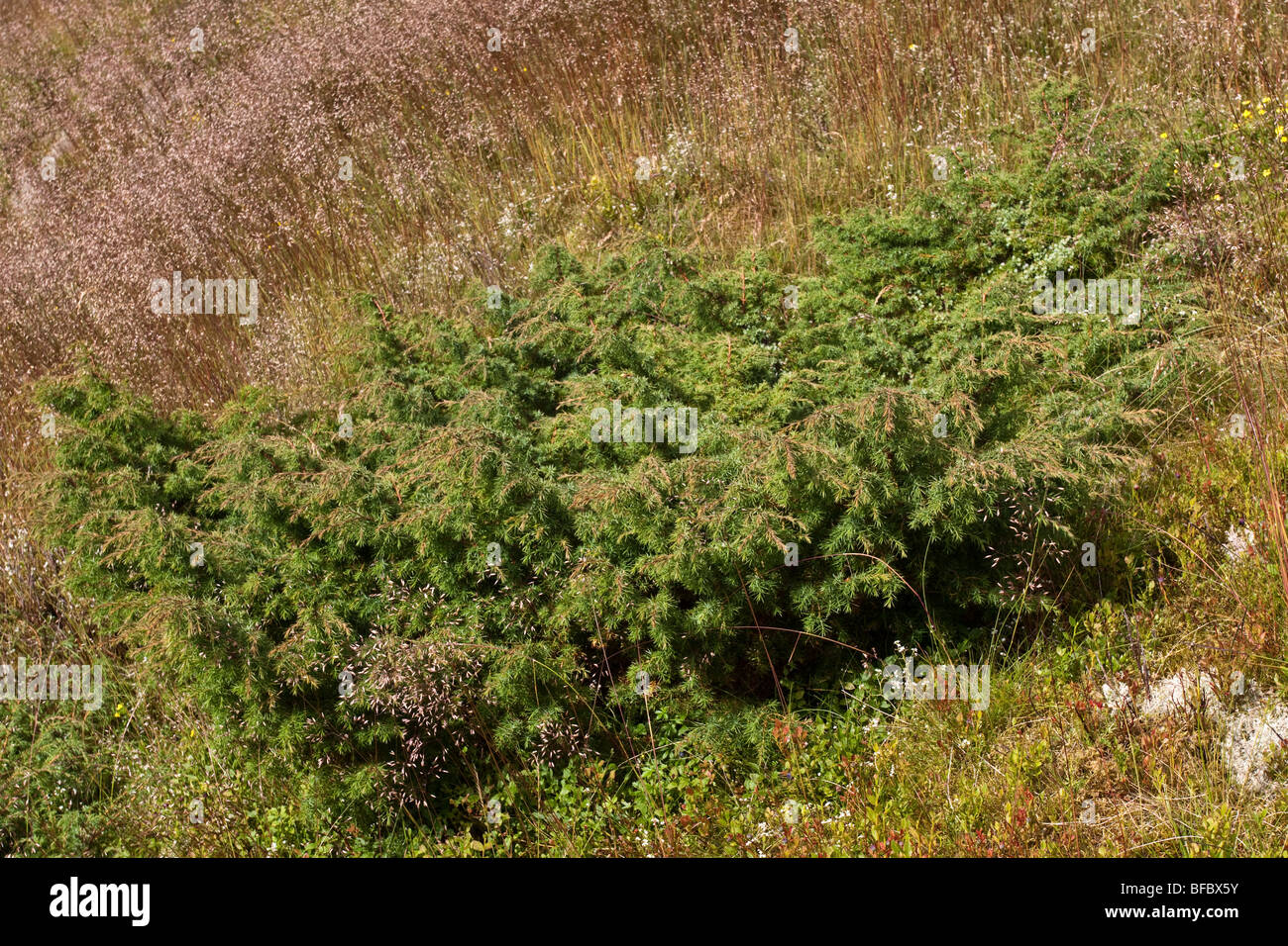 Prostrate Juniper, Juniperus communis nana Stock Photo