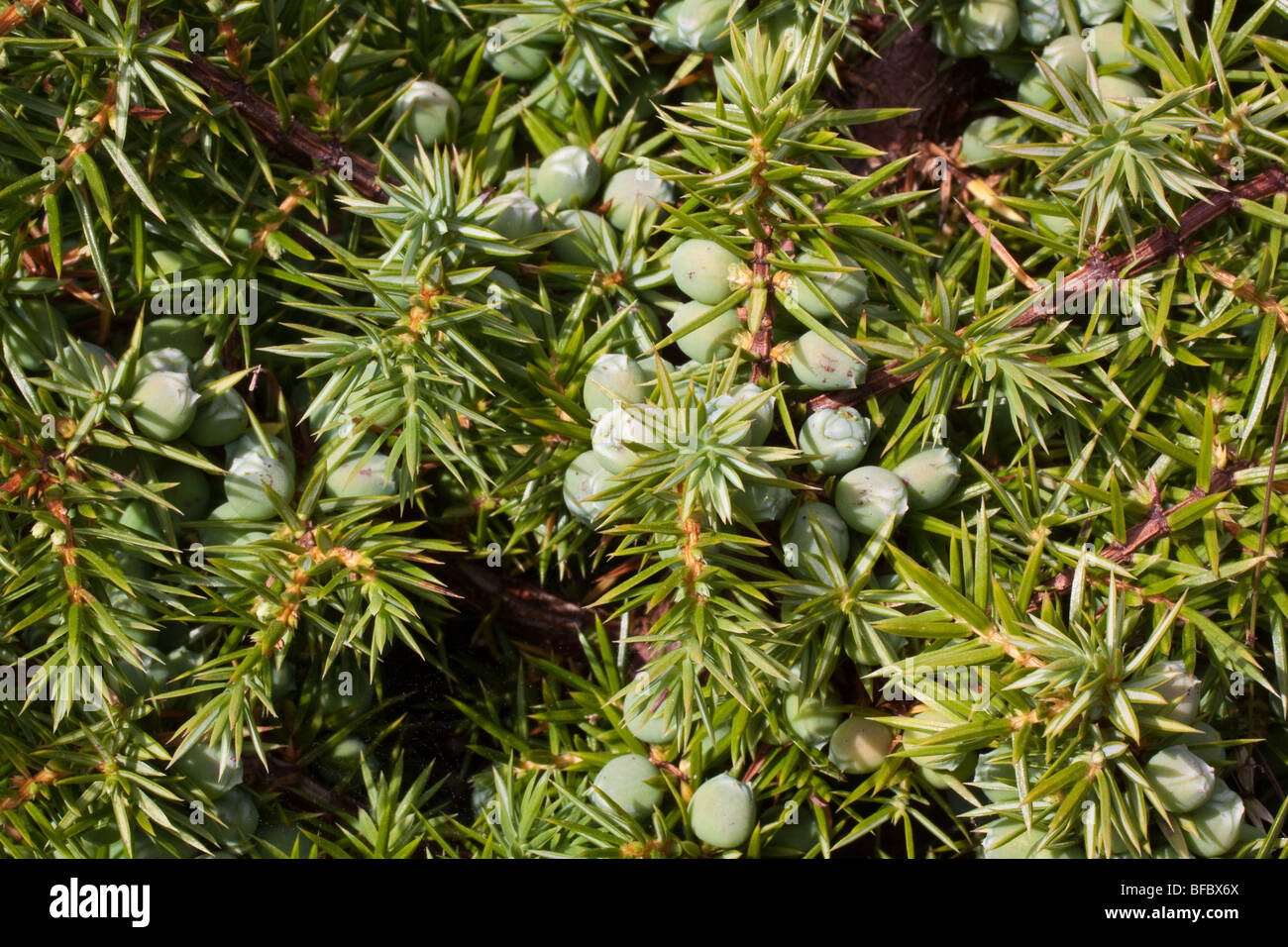 Prostrate Juniper berries, Juniperus communis nana Stock Photo
