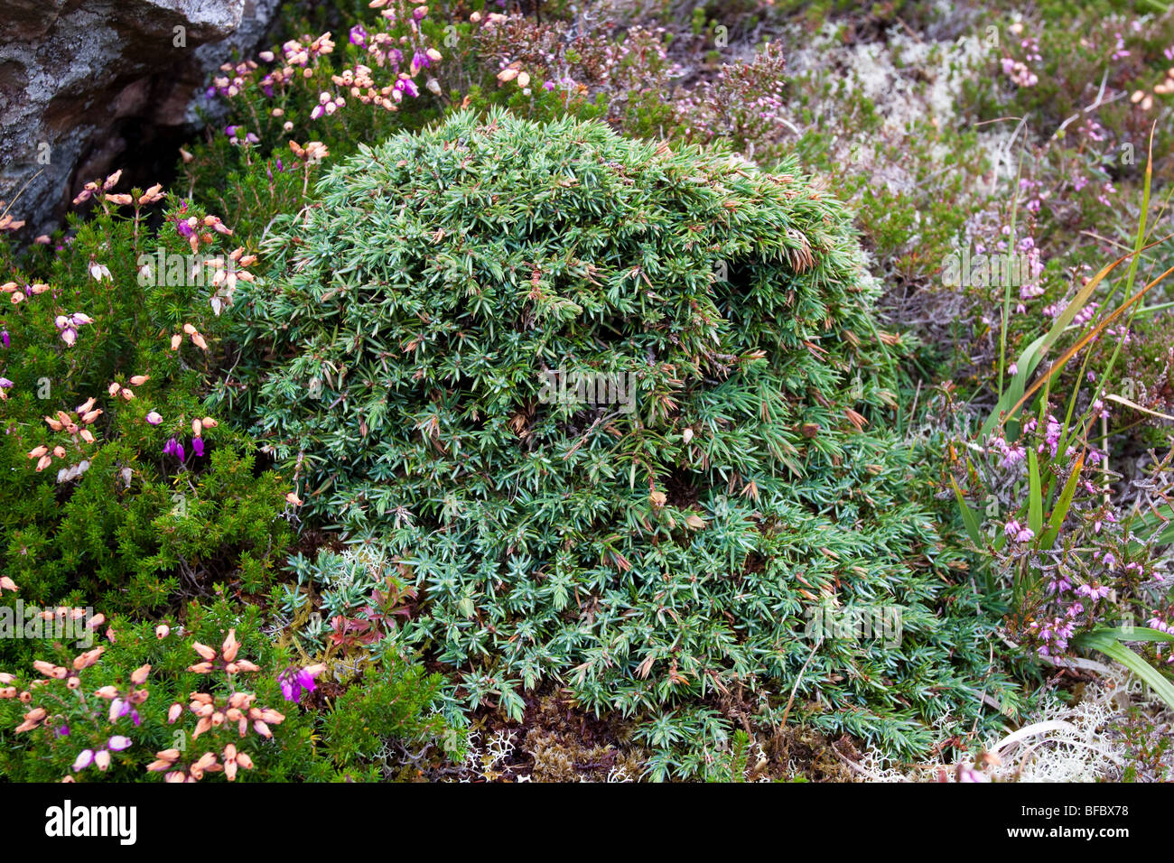 Prostrate Juniper, Juniperus communis nana Stock Photo