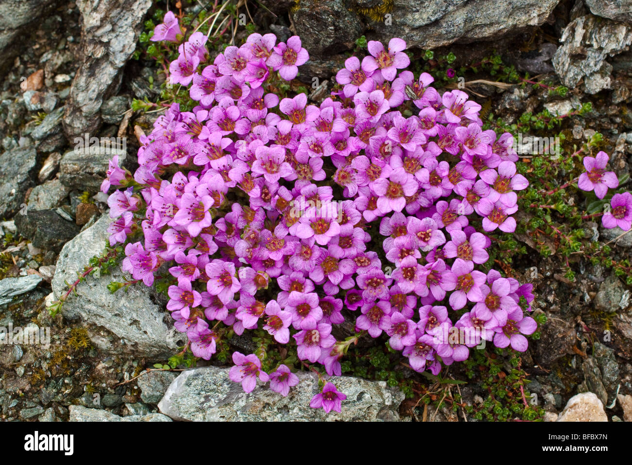 Purple Saxifrage, Saxifraga oppositifolia Stock Photo