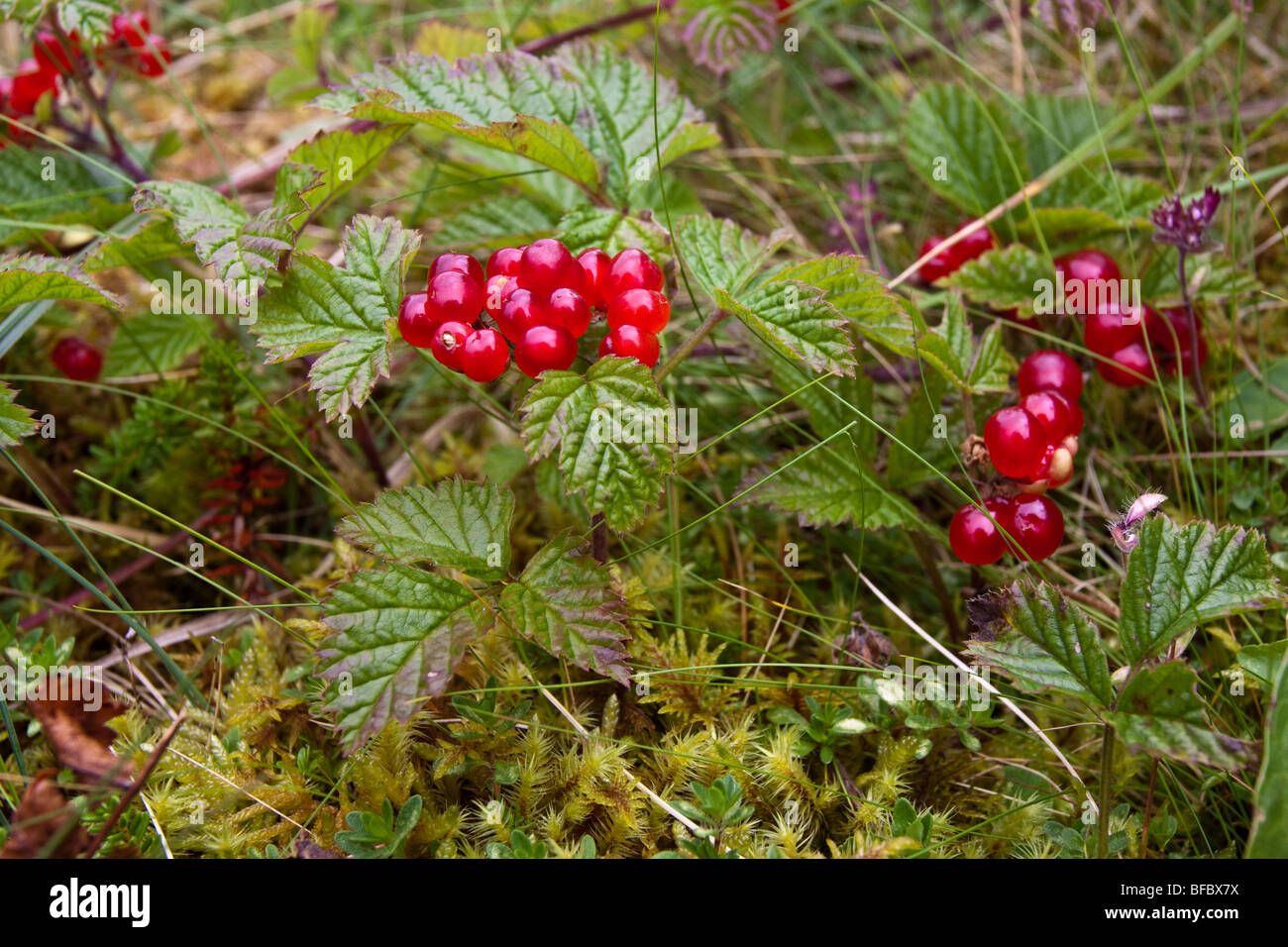 Stone Bramble berries, Rubus saxatilis, Stock Photo