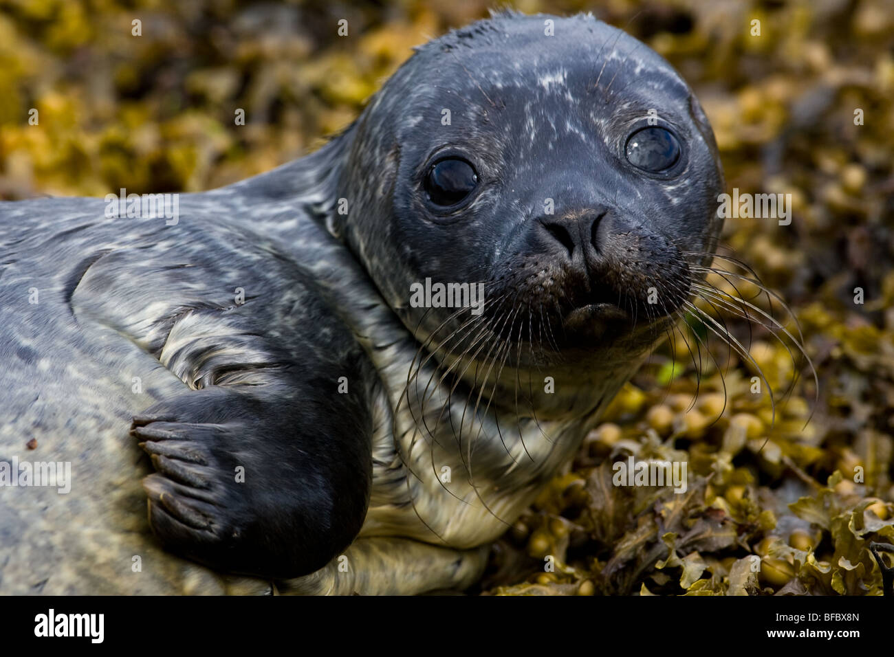 Common Seal Pup,  Phoca vitulina Stock Photo
