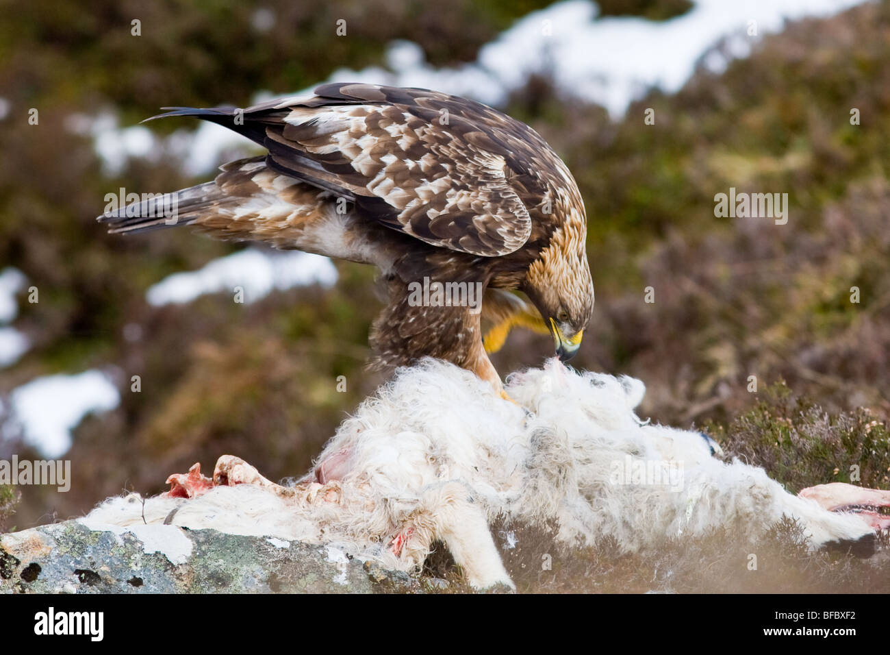 Golden Eagle Feeding On Sheep Carrion Stock Photo 26692486