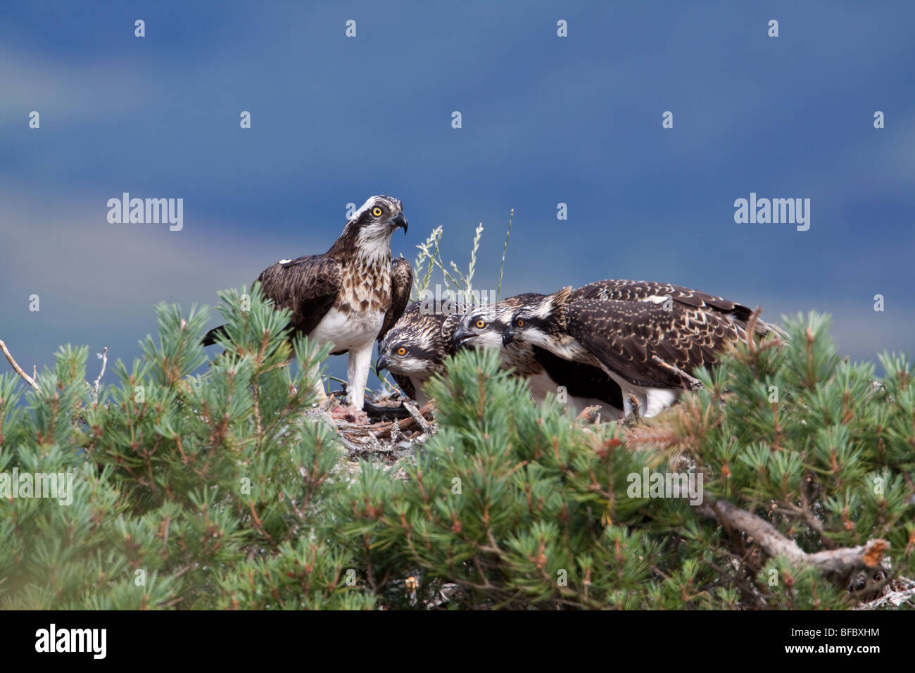 Female Osprey, Pandion haliaetus, at nest with young Stock Photo