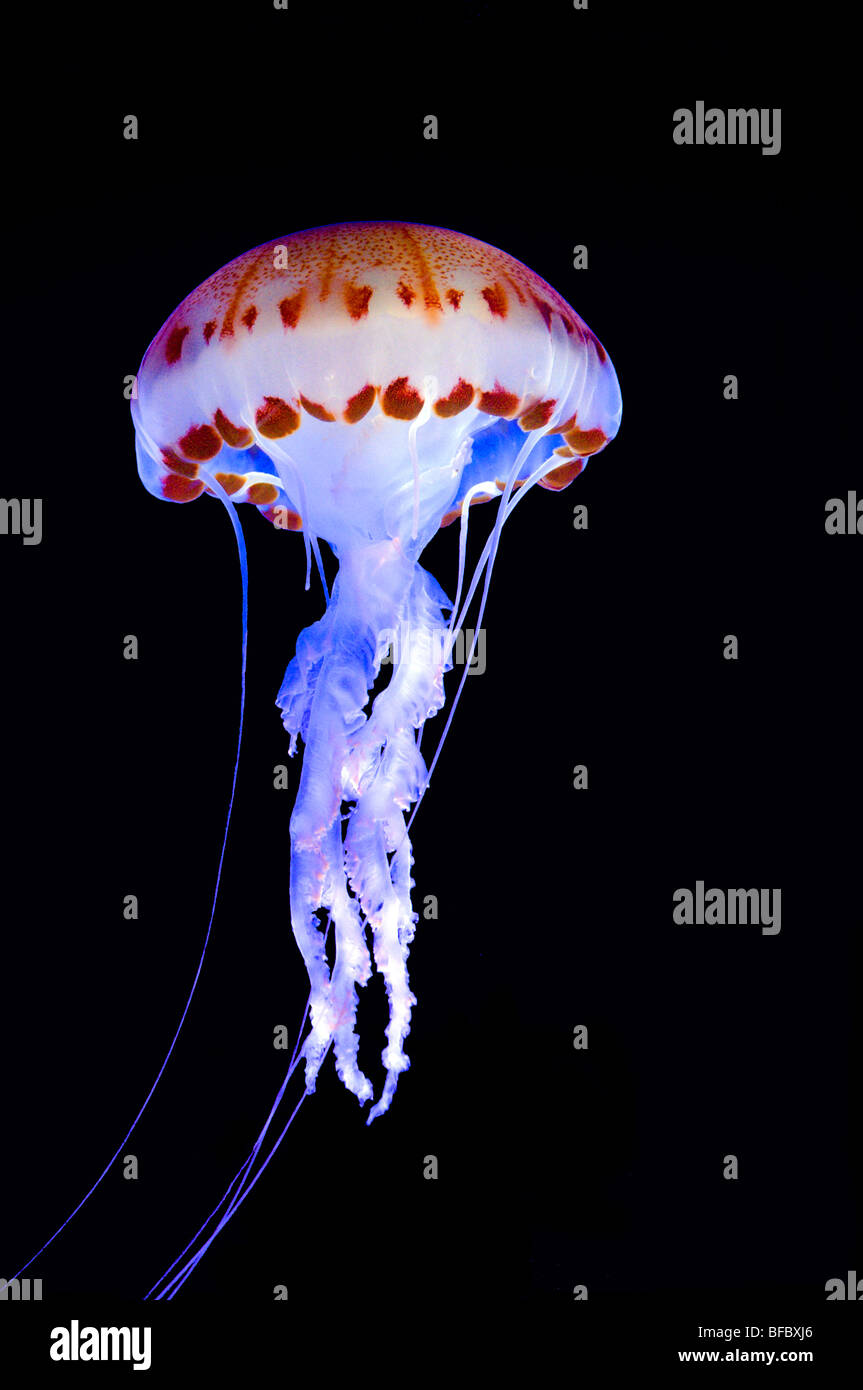 Purple Striped Jellyfish (Chrysaora colorata) Stock Photo