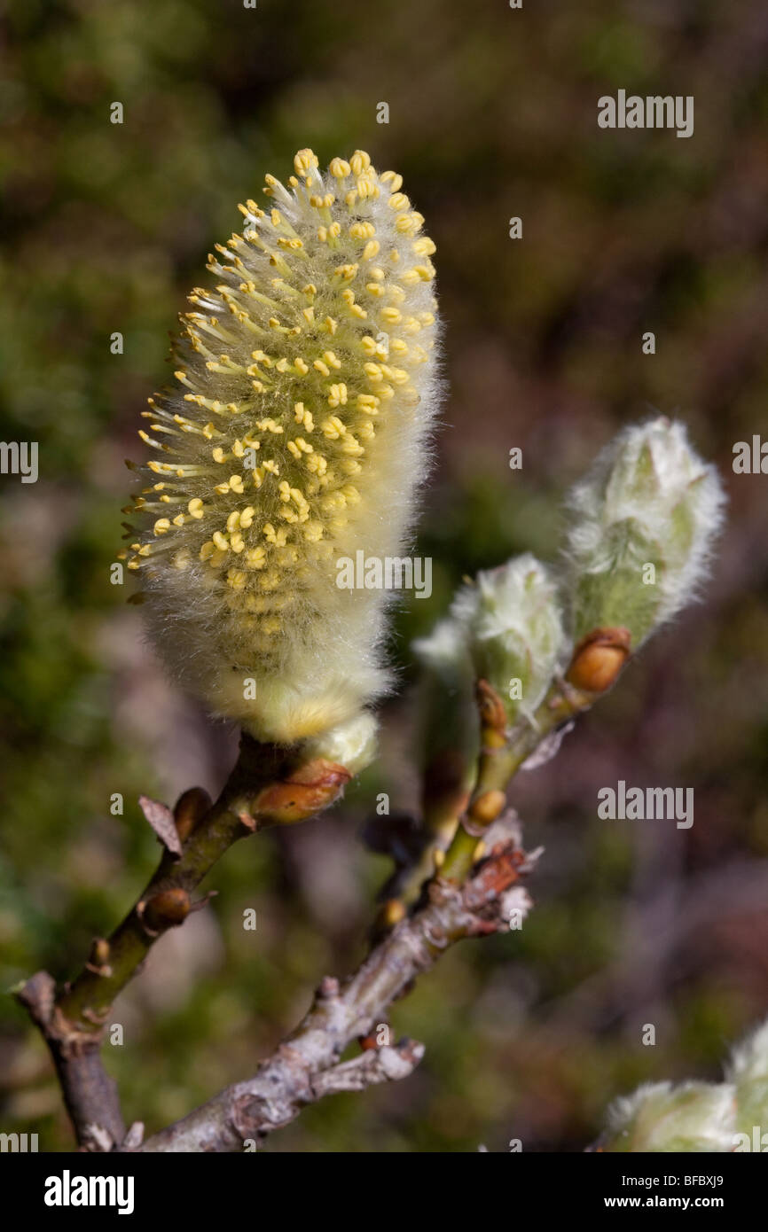 Wooly Willow, Salix lanata, male catkin Stock Photo