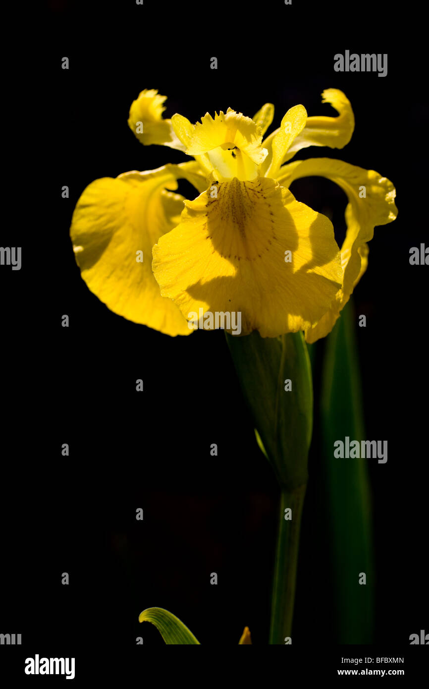 Yellow Iris, Iris pseudacorus, Stock Photo