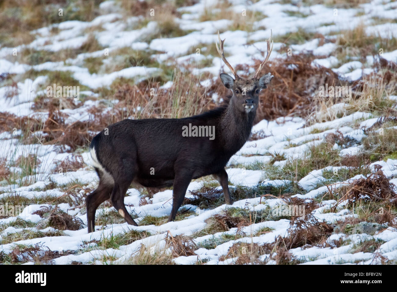 Sika Deer, Cervus nippon, in winter Stock Photo