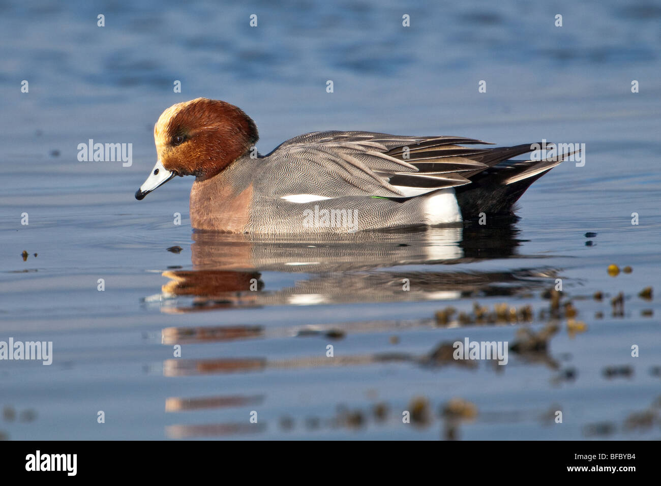 Drake Eurasian Wigeon feeding on the rising tide Stock Photo