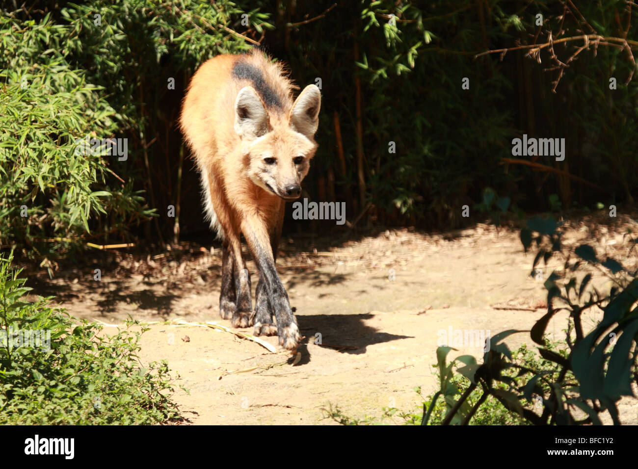 Maned Wolf Brazil Stock Photos & Maned Wolf Brazil Stock ...