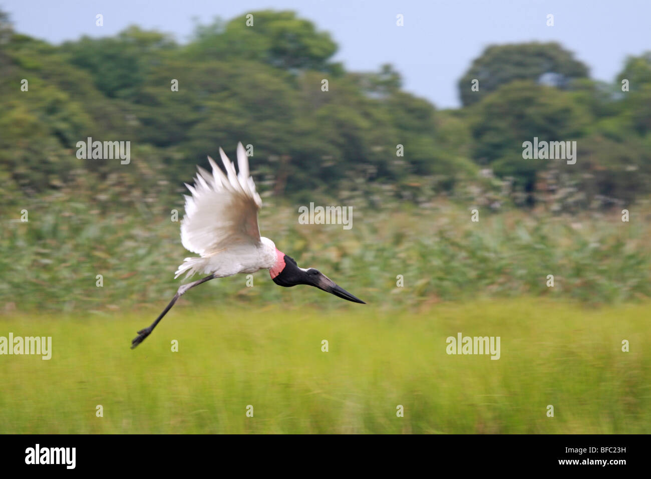 jabiru Jabiru mycteria in flight in Pantanal Brazil Stock Photo Alamy