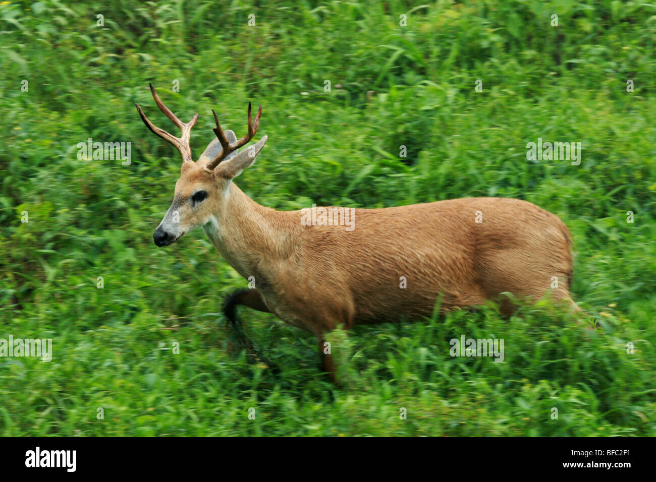 marsh deer stag Blastocerus dichotomus in movement in Pantanal Brazil Stock Photo